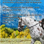 Official Photographers for the Appaloosa Horse Club (UK)