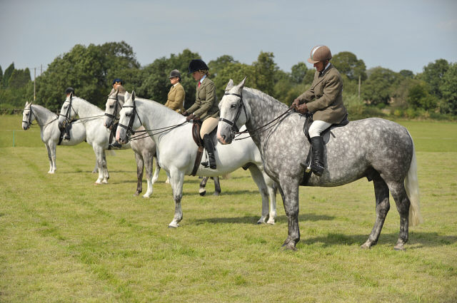 Photos from the Midland Irish Draught Horse Show