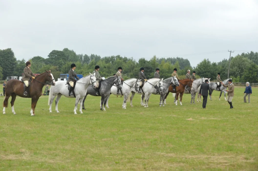 Midland Irish Draught Horse Photo