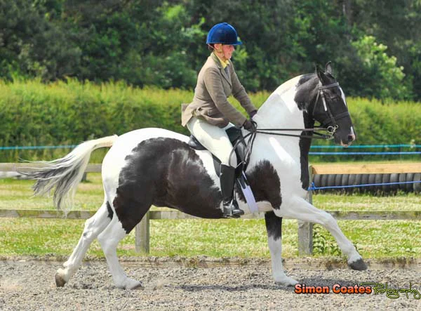 ARCHES Coloured Horse Show