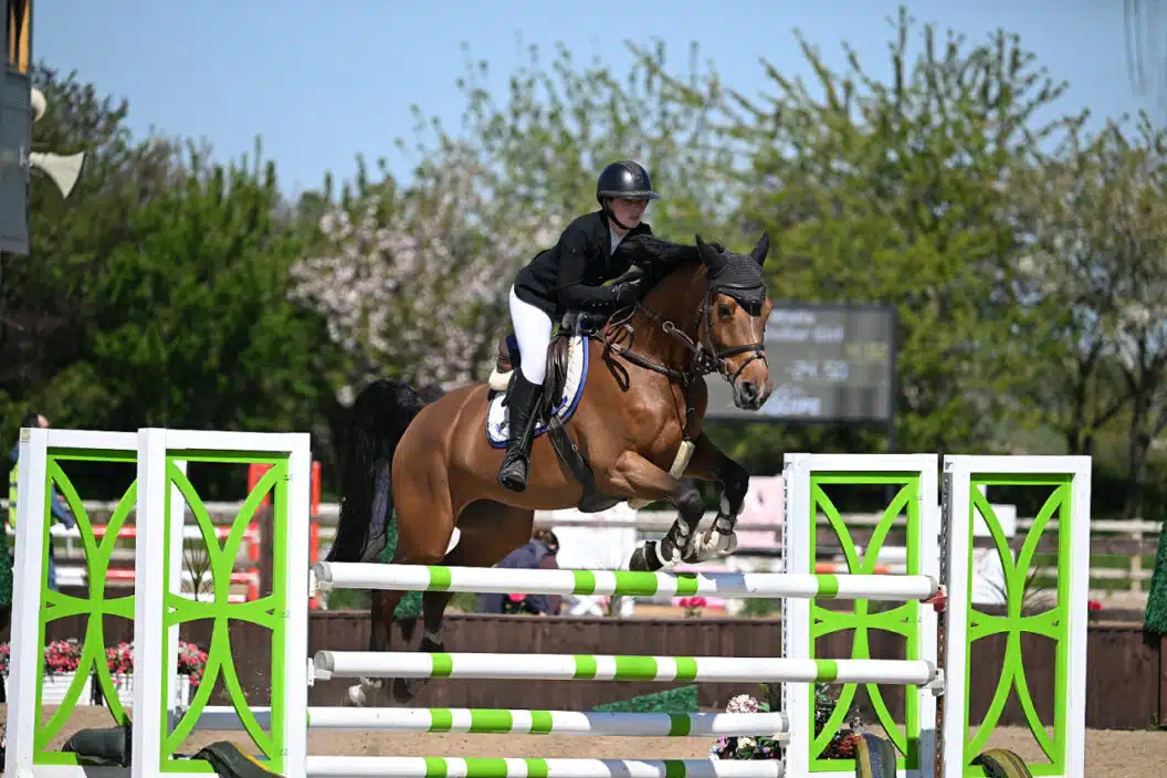 Young Horse Photography